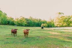 2021-05-01JameysCreekFarm-MikeChumney-WoodruffSC-JackRobertPhotography-169