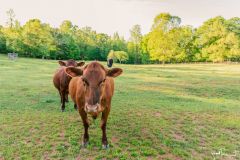 2021-05-01JameysCreekFarm-MikeChumney-WoodruffSC-JackRobertPhotography-170