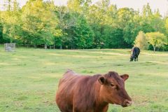 2021-05-01JameysCreekFarm-MikeChumney-WoodruffSC-JackRobertPhotography-171