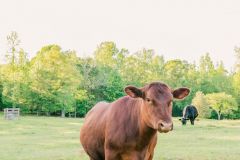 2021-05-01JameysCreekFarm-MikeChumney-WoodruffSC-JackRobertPhotography-172